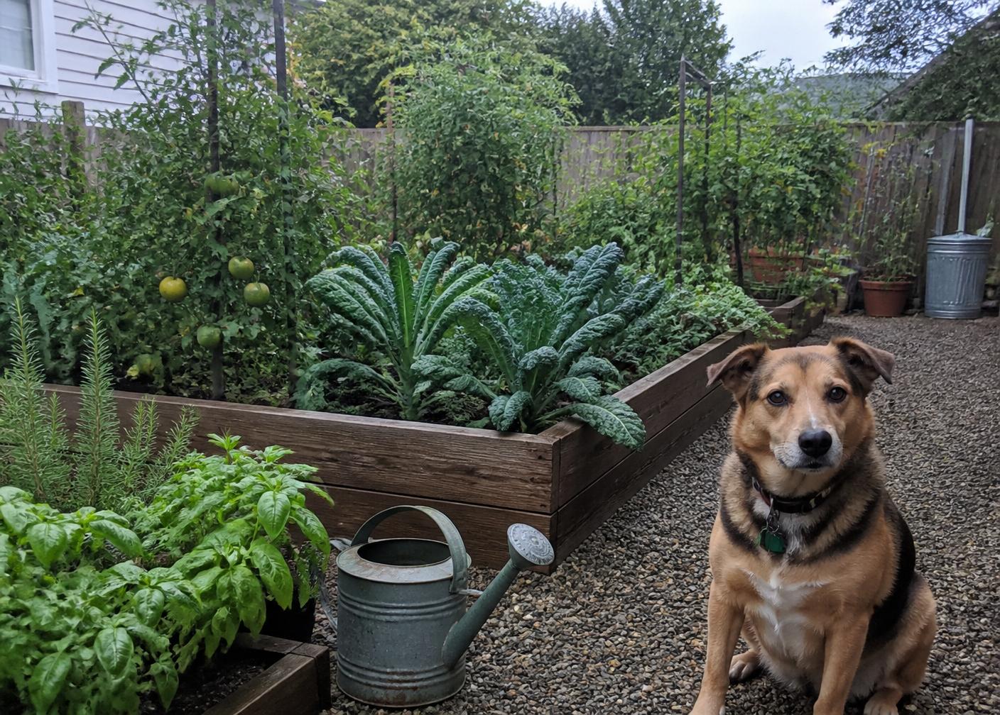 A small backyard vegetable garden with a rescue dog sitting on the path