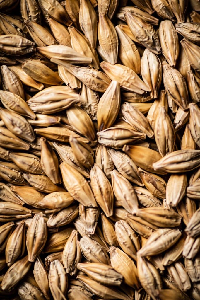 Close-up of golden barley grains