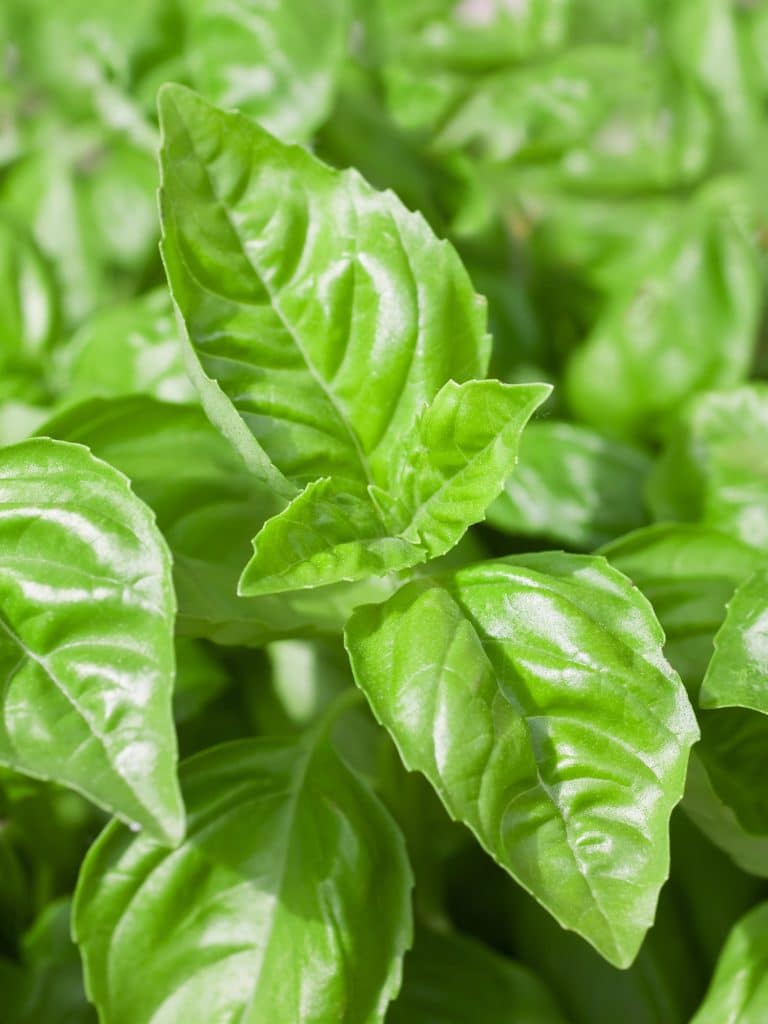 Fresh basil leaves on their stems
