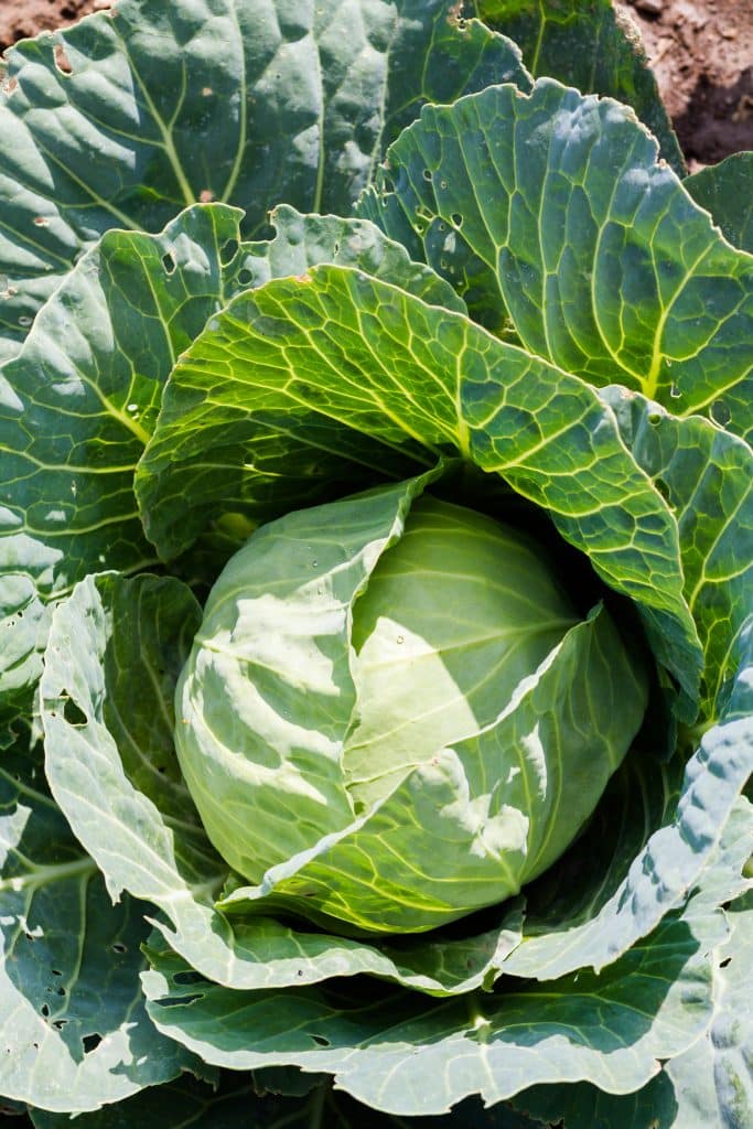 Cabbage head growing in a garden