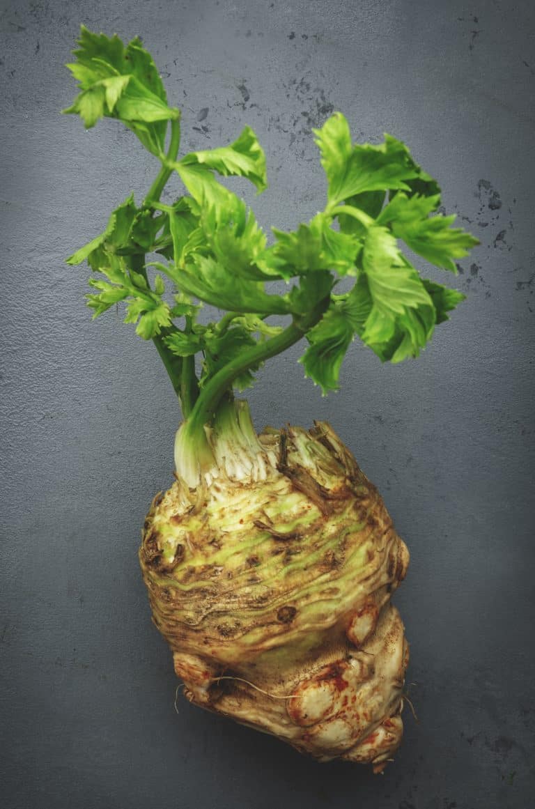 A knobby, rough-skinned celeriac root with green stems attached