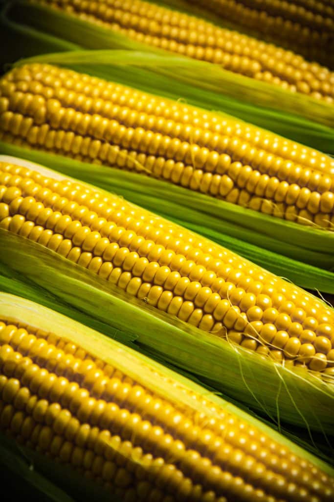 Yellow corn on the cob with husks pulled back