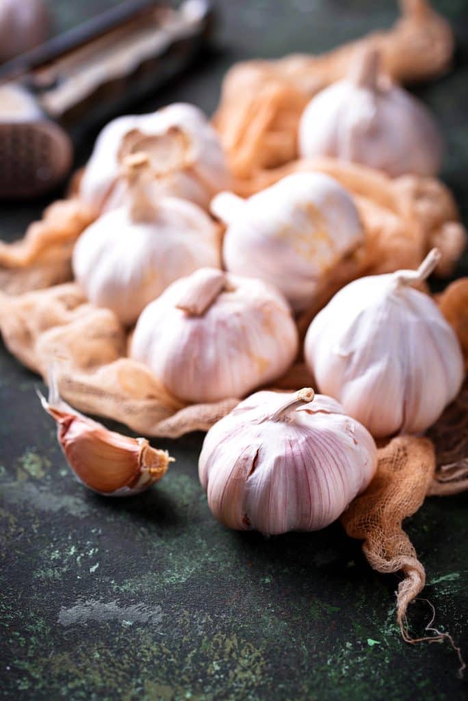 Fresh garlic bulbs on a green background