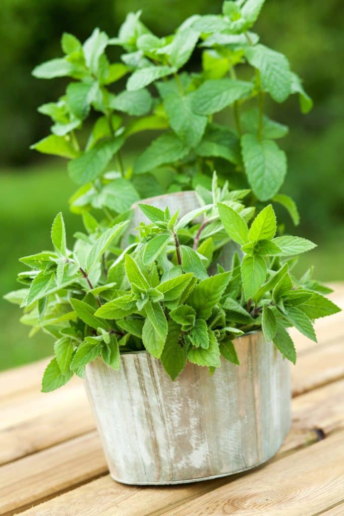 Sprigs of fresh green mint