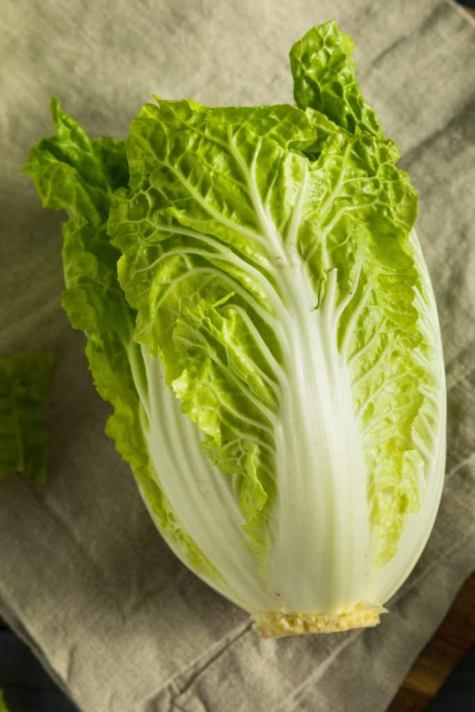 A head of napa cabbage with pale green leaves