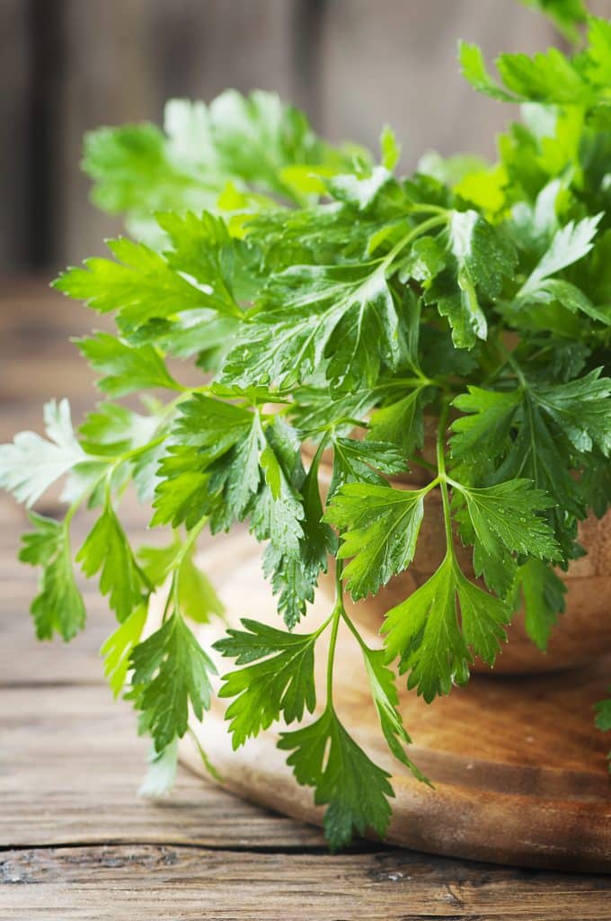 Bunch of flat-leaf parsley
