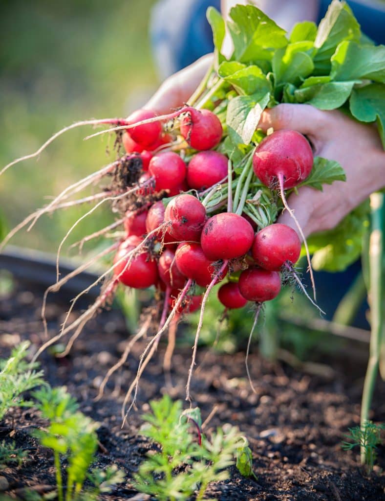 Bunch of radishes with green tops attached