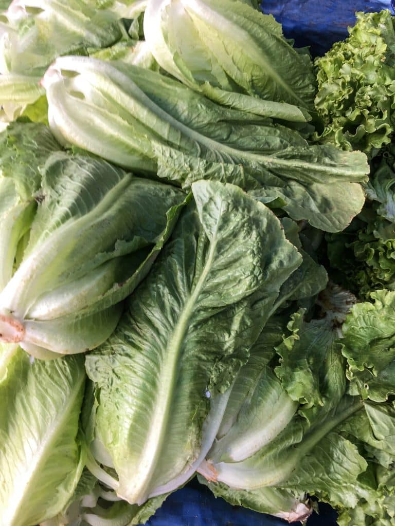 Heads of romaine lettuce