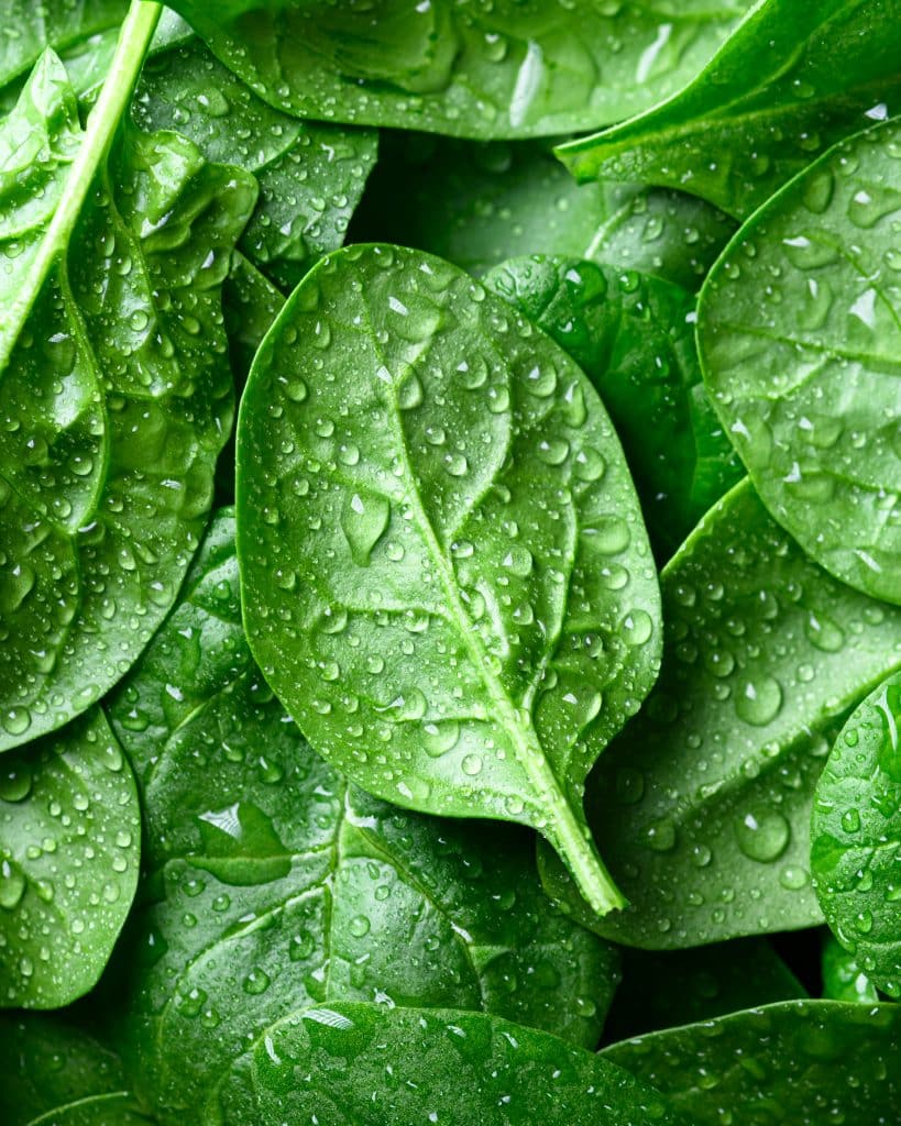Close-up of fresh baby spinach leaves