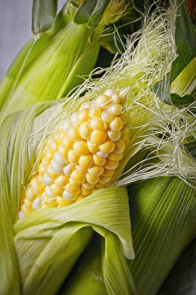 Fresh corn on the cob with green husks
