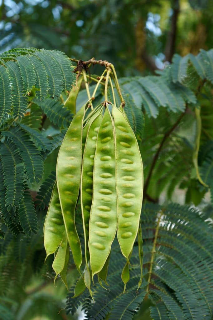 Green winged bean pods hanging from a vine